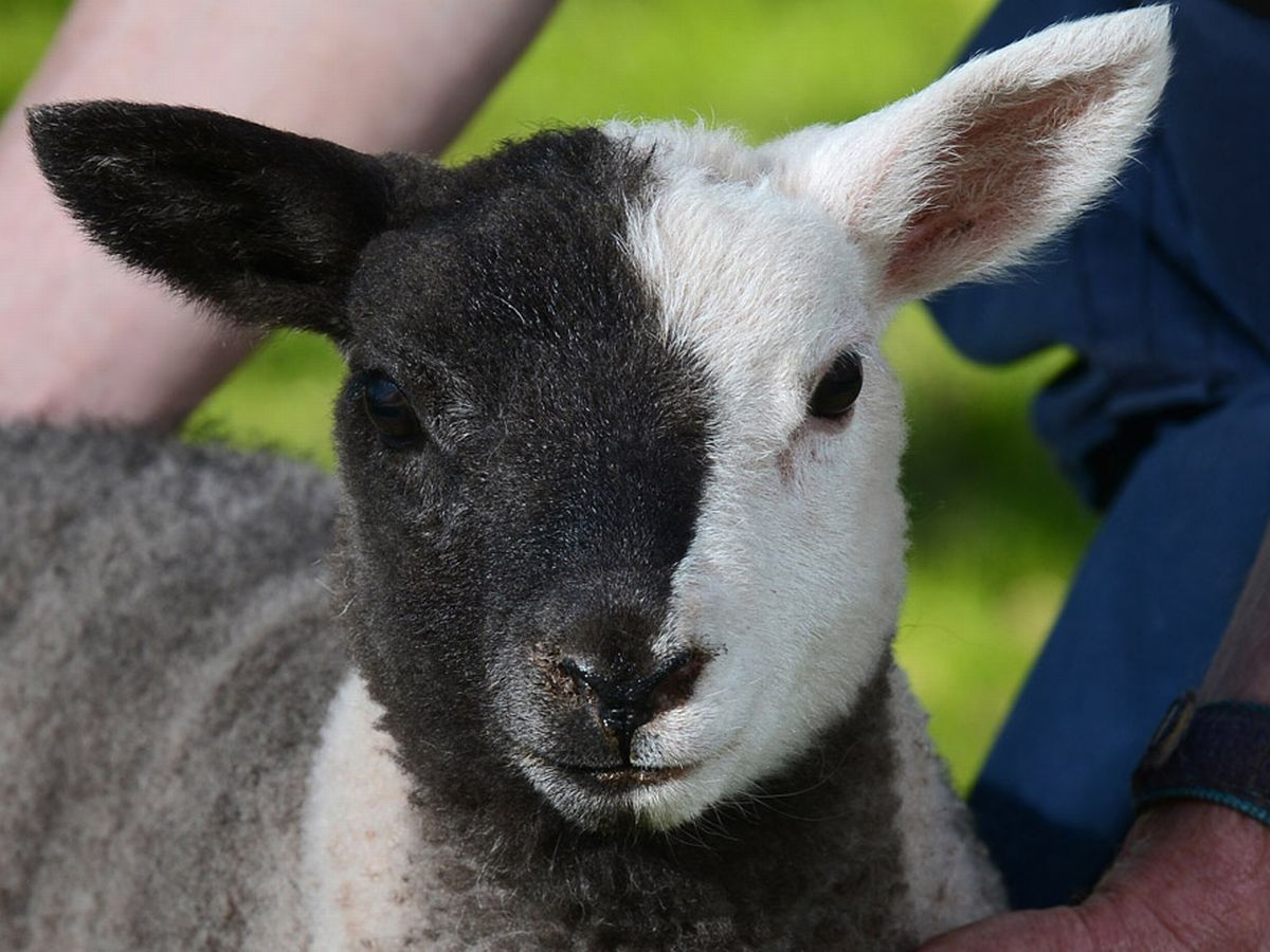 Gaál Péter: Következtetés
