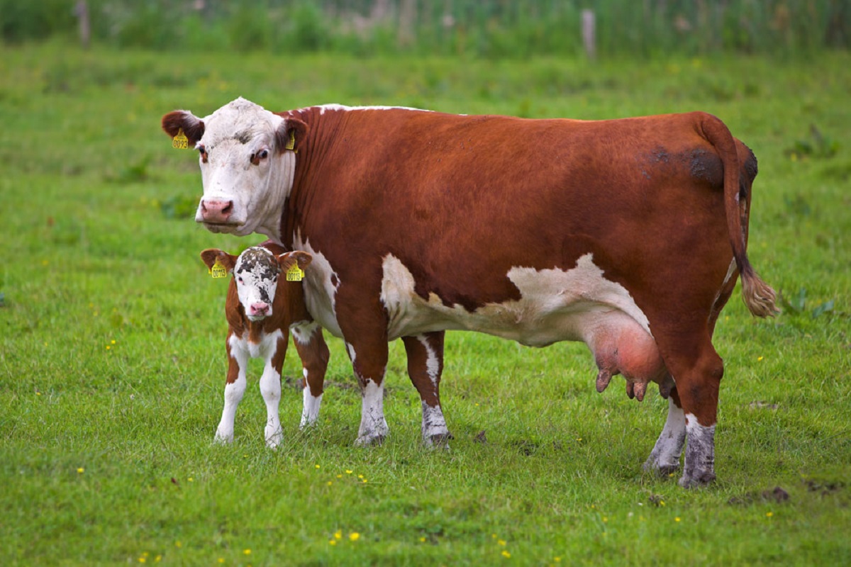 Szele Tamás: Presszósirató és nemzeti anyatehén