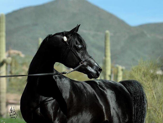 Gaál Péter: Hóc, hóc, katona