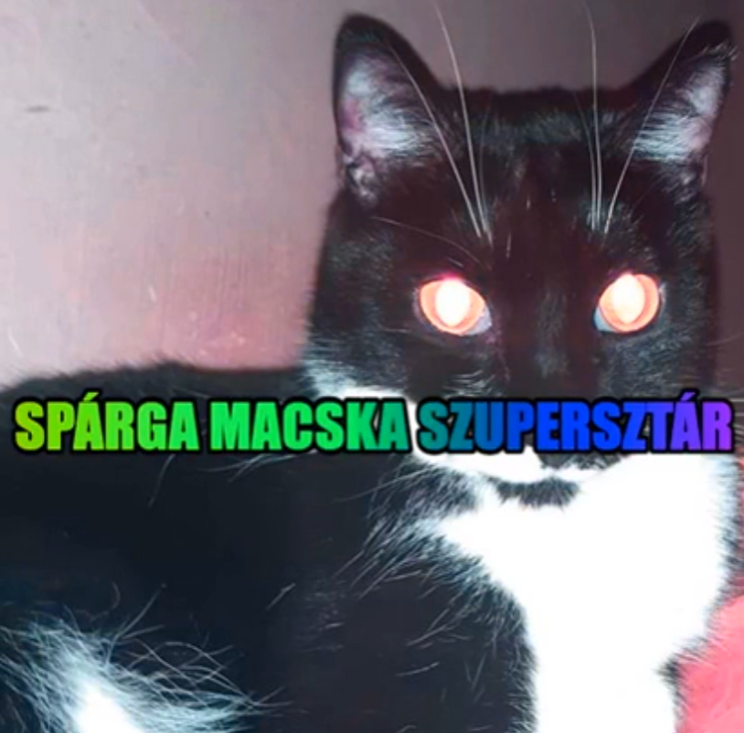 Szele Tamás: Spárga macska szupersztár