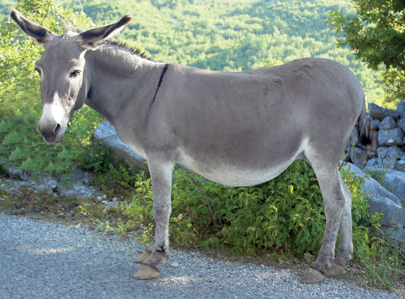 Gaál Péter: A snájdig úr, a lemondóember és Bukephalosz, aki Füles