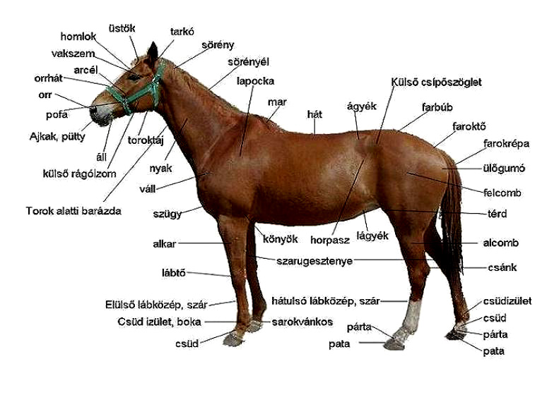 Gaál Péter: Just a little walk (az állatorvosi ló)