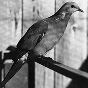 Gaál Péter: Lebensborn